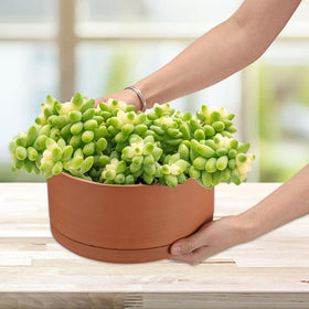 Indoor and outdoor versatility of the JUXYES planter for bonsai or orchids.
