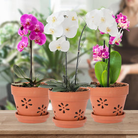 JUXYES terracotta orchid pot saucer detail for drainage collection.
