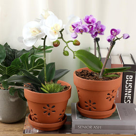 JUXYES terracotta orchid pot demonstrates stable base for top-heavy plants.