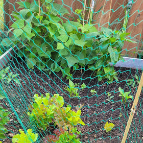 JZGEL netting over tomatoes and strawberries as a physical barrier.