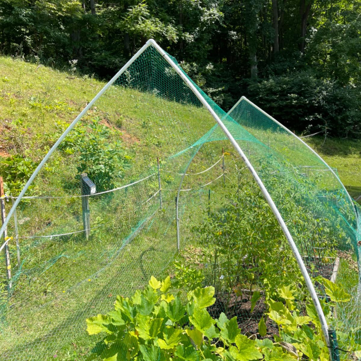 JZGEL rabbit and bird deterrent netting safeguarding berries and fruit.