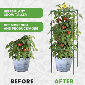 K-Brands square cage helps beans and tomatoes grow tall and sturdy.