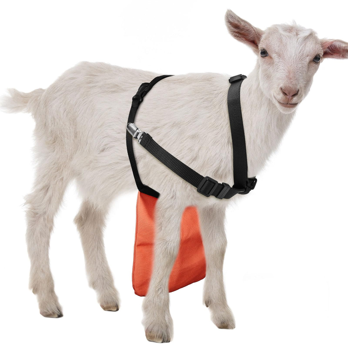 Kajaia Goat Apron anti-breeding center-weighted design for reliable placement