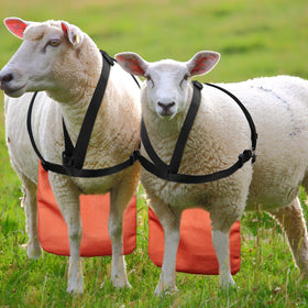 Kajaia Goat Apron bucks visible during herding with orange visibility