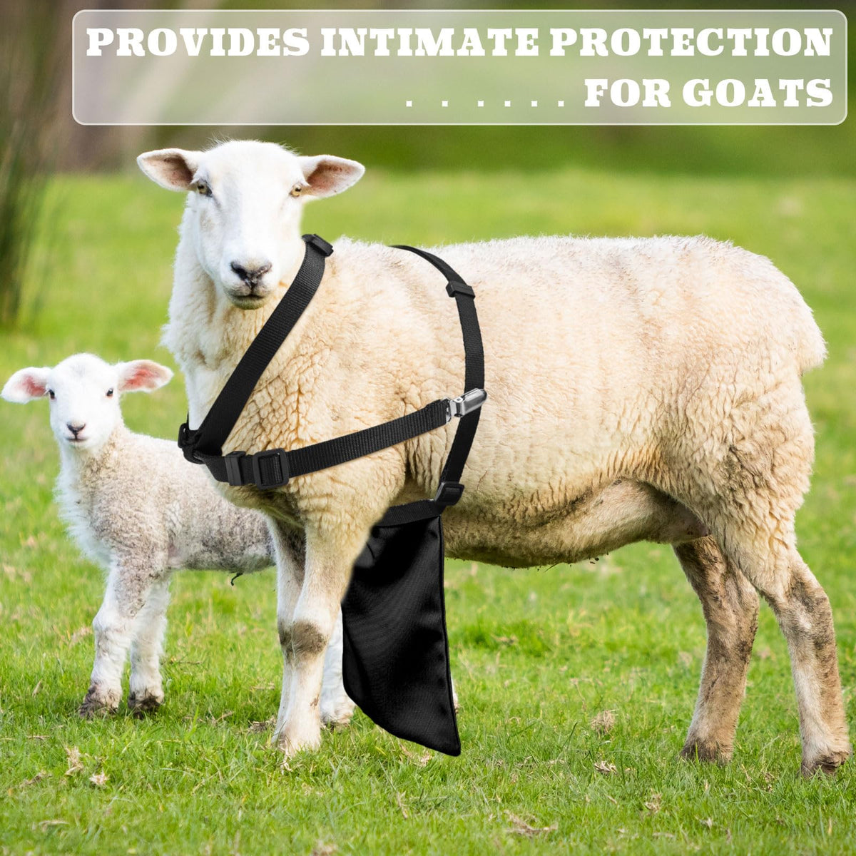 Kajaia goat apron color contrast black white for visibility