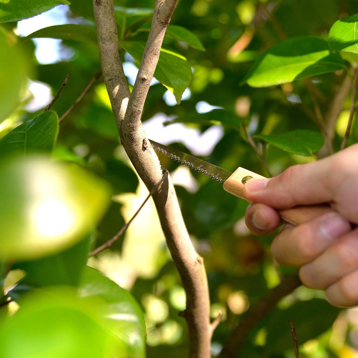 KAKURI bonsai saw long-nose blade reaches tight spaces.