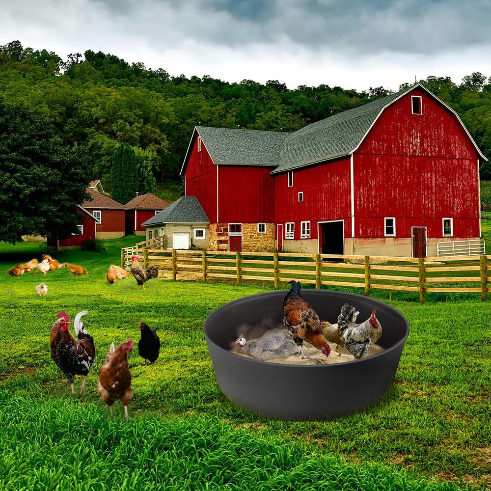 Kalekey chickens enjoying dust bath for clean feathers.