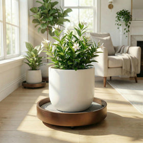 KANDOHAUS ideal for indoor plants in living rooms or offices.
