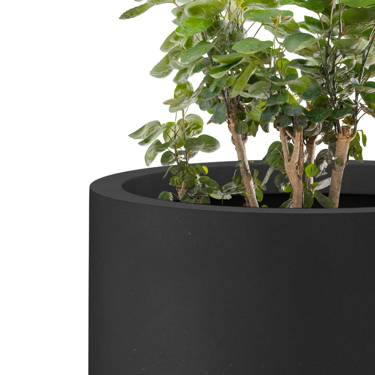 Kante sturdy concrete construction withstands wind, rain, and sun for year-round display.