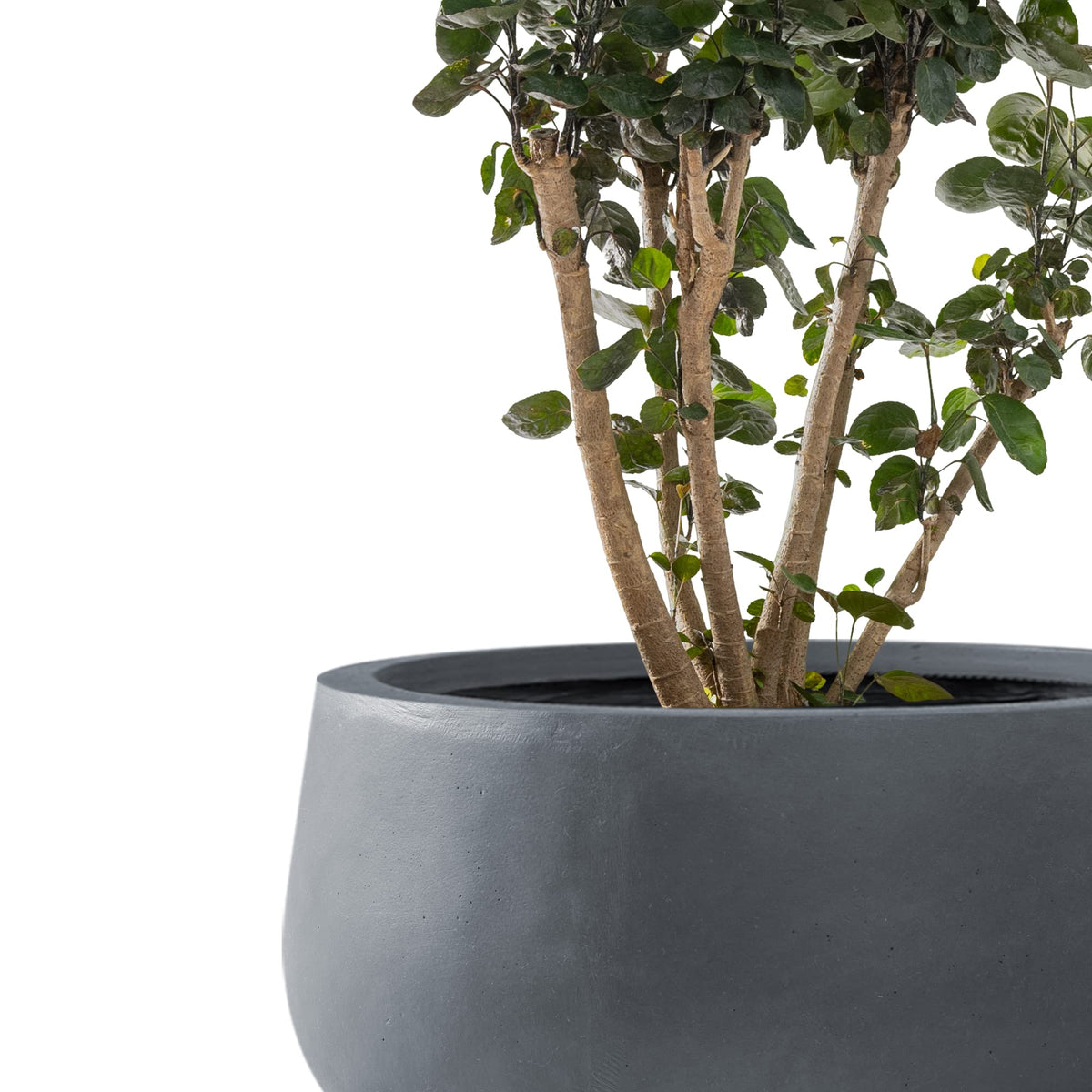 Kante round concrete planter 11-8 inch suitable for compact herbs on a balcony