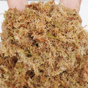 Moss pole setup with Kapecute moss for climbers and epiphytes