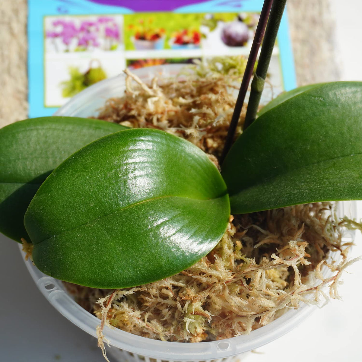 Orchid propagation using Kapecute moss for humidity-friendly support
