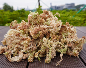 Kapecute moss supports root development with a soil-like texture