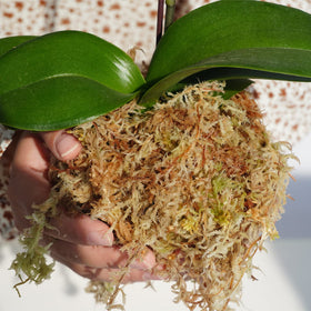 Soaked Kapecute moss becomes fluffy and moisture-rich for roots