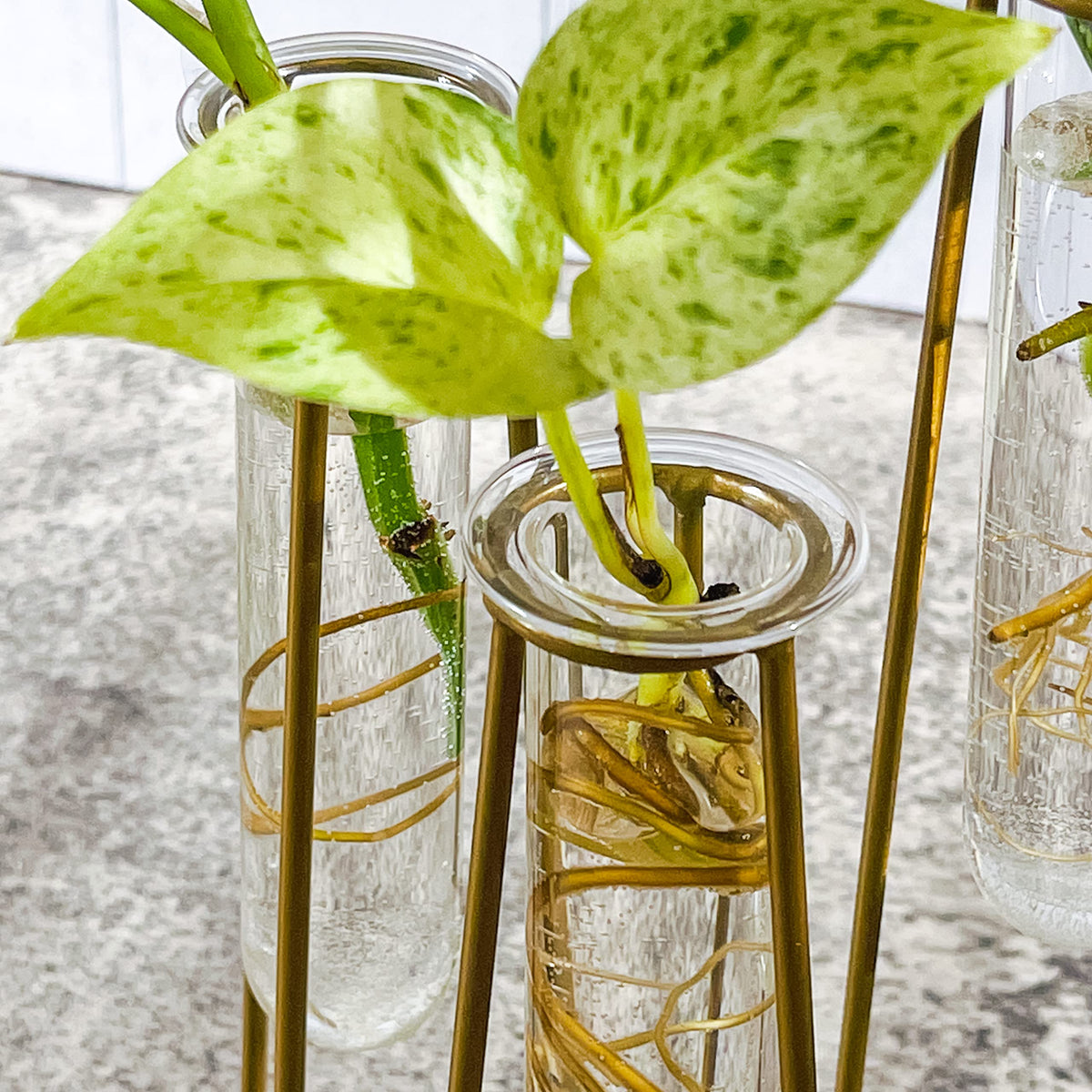 Kate Aspen propagation tubes in water to encourage rooting of cuttings.