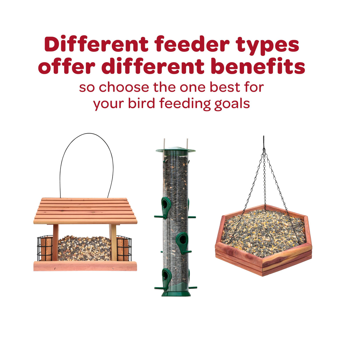 Birds like chickadees and nuthatches are attracted to the seed cake