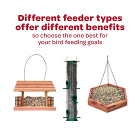 Birds like chickadees and nuthatches are attracted to the seed cake