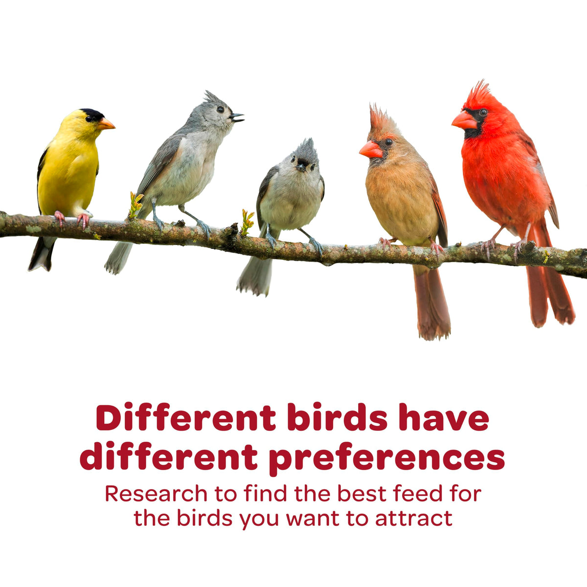 Kaytee brand logo on packaging emphasizes trusted bird care