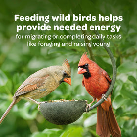 Seed cake lasts longer than loose seed for cleaner feeding