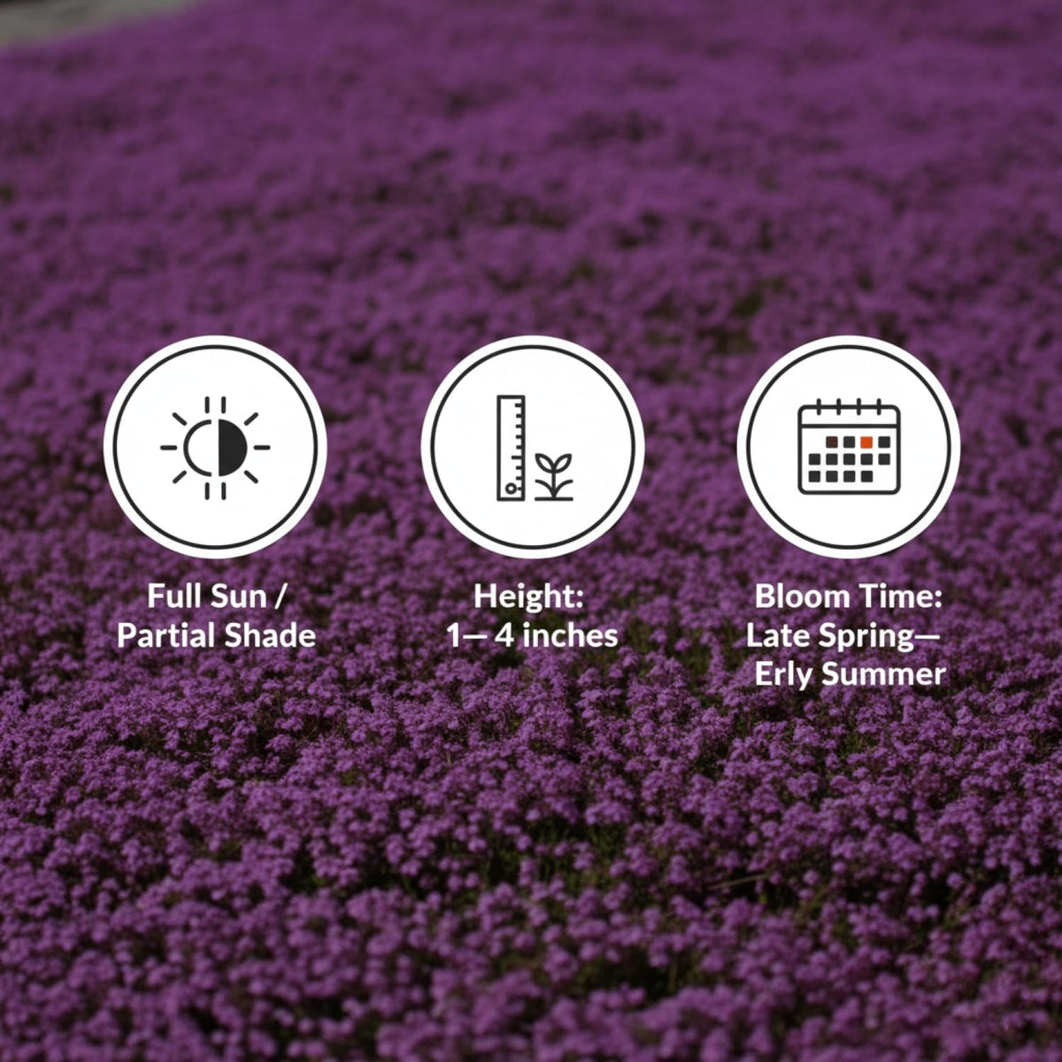 Three-inch tall creeping thyme shows compact growth.