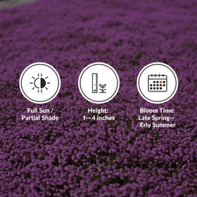 Three-inch tall creeping thyme shows compact growth.