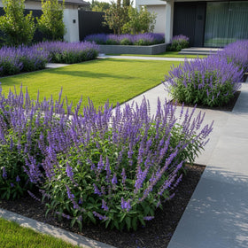 KCT GARDEN Blue Sage thriving in containers and small spaces.