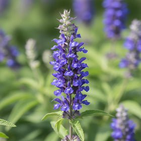 KCT GARDEN Blue Sage flower spikes add cobalt-blue color to borders.