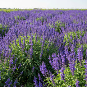 KCT GARDEN Blue Sage seeds for sowing and starting indoors.