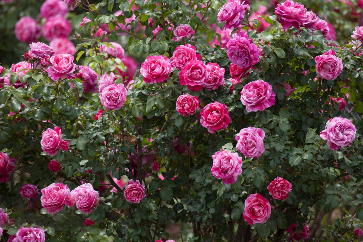KCT GARDEN butterflies visit roses, signaling pollinator-friendly blooms
