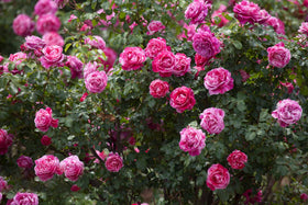KCT GARDEN butterflies visit roses, signaling pollinator-friendly blooms
