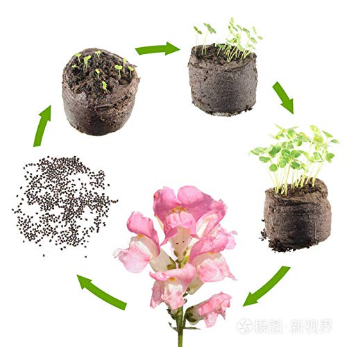 KCT GARDEN Heritage snapdragon seeds support seed saving for seasons.