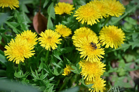 Garden setup featuring dandelions from KCT GARDEN and bees.