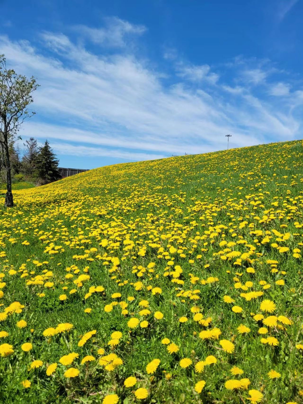 Compact, 6-12 inch tall dandelions from KCT GARDEN seeds.