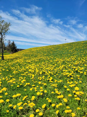 Compact, 6-12 inch tall dandelions from KCT GARDEN seeds.