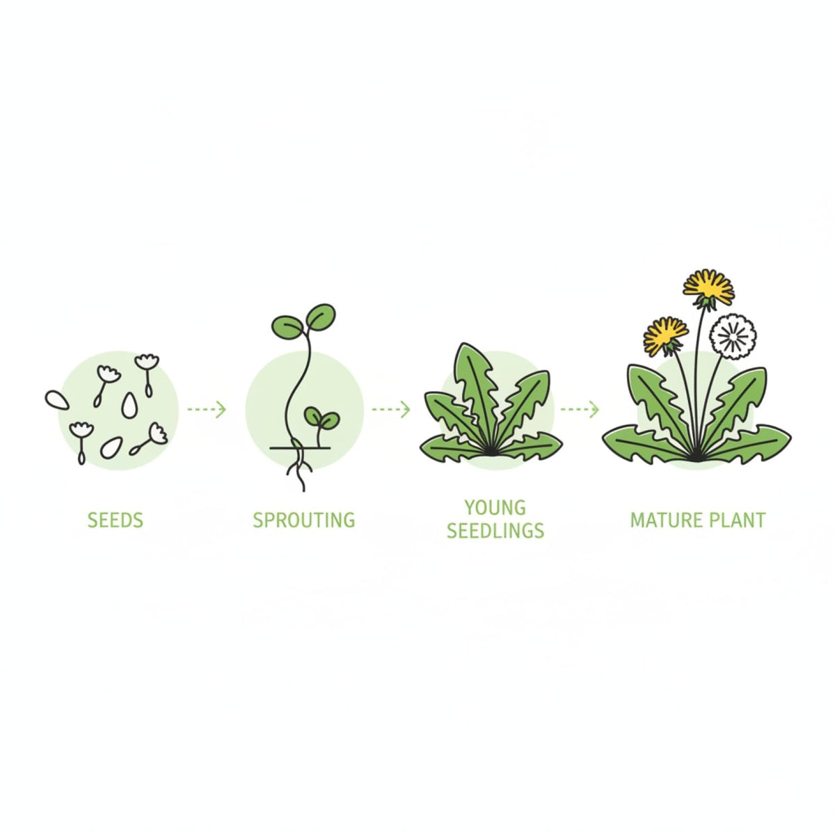 Pollinator-friendly dandelion blooms from KCT GARDEN seeds.