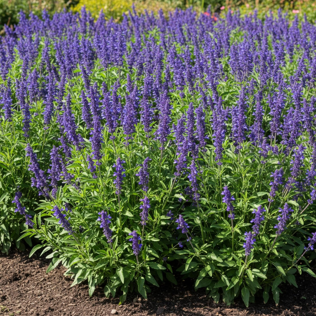 KCT GARDEN Deer-resistant and drought-tolerant Blue Sage for resilient gardens.