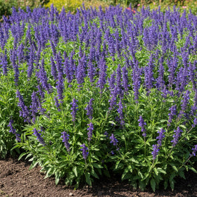 KCT GARDEN Deer-resistant and drought-tolerant Blue Sage for resilient gardens.