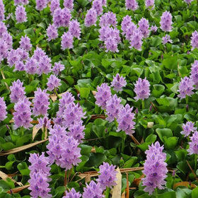 KCT GARDEN floating seedlings on water forming lush pond cover