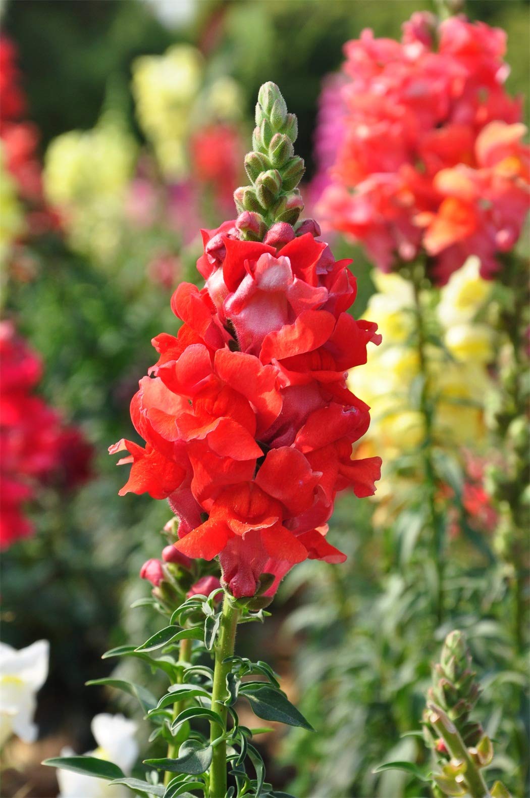 KCT GARDEN Plant in borders or containers for versatile displays.