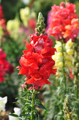KCT GARDEN Plant in borders or containers for versatile displays.