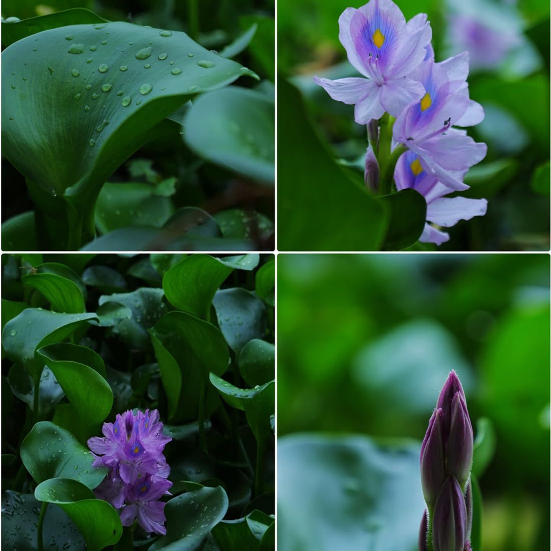 KCT GARDEN water hyacinth seeds germination in warm sun for seedling growth