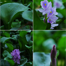 KCT GARDEN water hyacinth seeds germination in warm sun for seedling growth