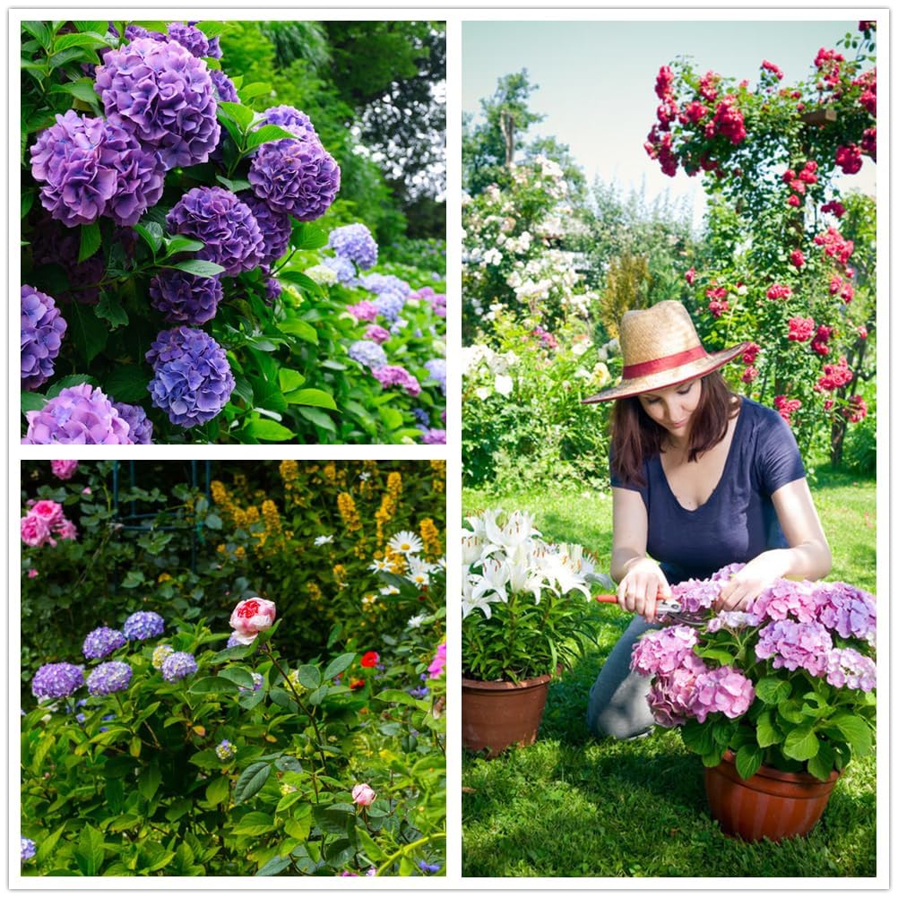 KCT GARDEN Hydrangea seeds offer vibrant color varieties for gardens