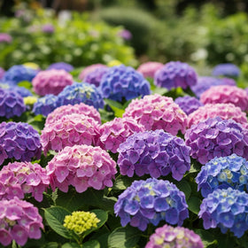 KCT GARDEN Hydrangea seeds are easy to plant for beginners