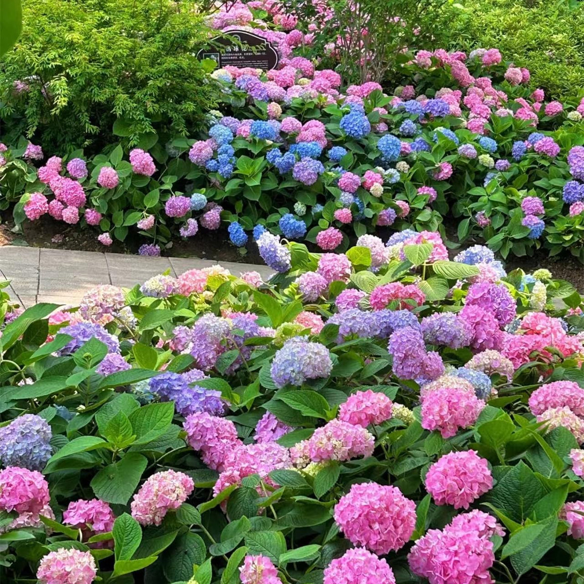 KCT GARDEN Hydrangea seeds produce long-lasting blooms with care