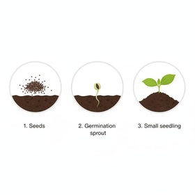 KCT GARDEN Hydrangea seeds come in a 1.76-ounce pack for ample planting
