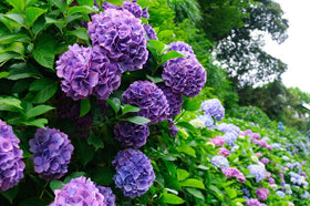 KCT GARDEN Hydrangea seeds suitable for containers and balconies