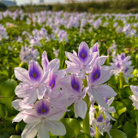 KCT GARDEN water hyacinth leaves and purple blooms brighten pond