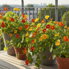 KCT GARDEN Nasturtium blooms bursting in a sunny bed.