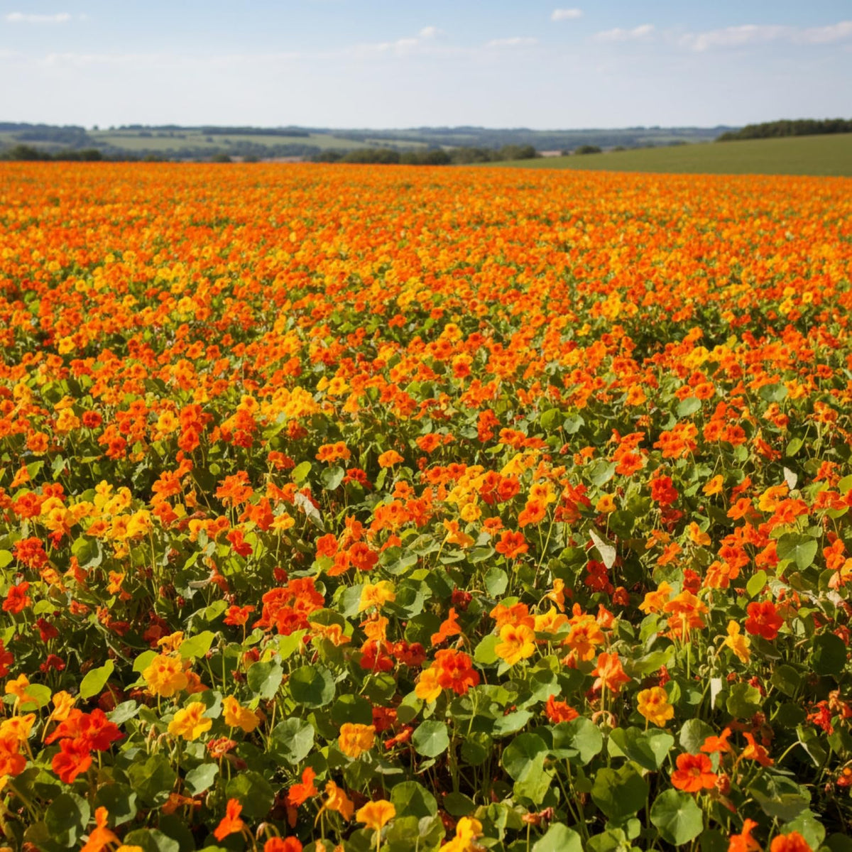 KCT GARDEN Easy outdoor planting with nasturtium seeds.